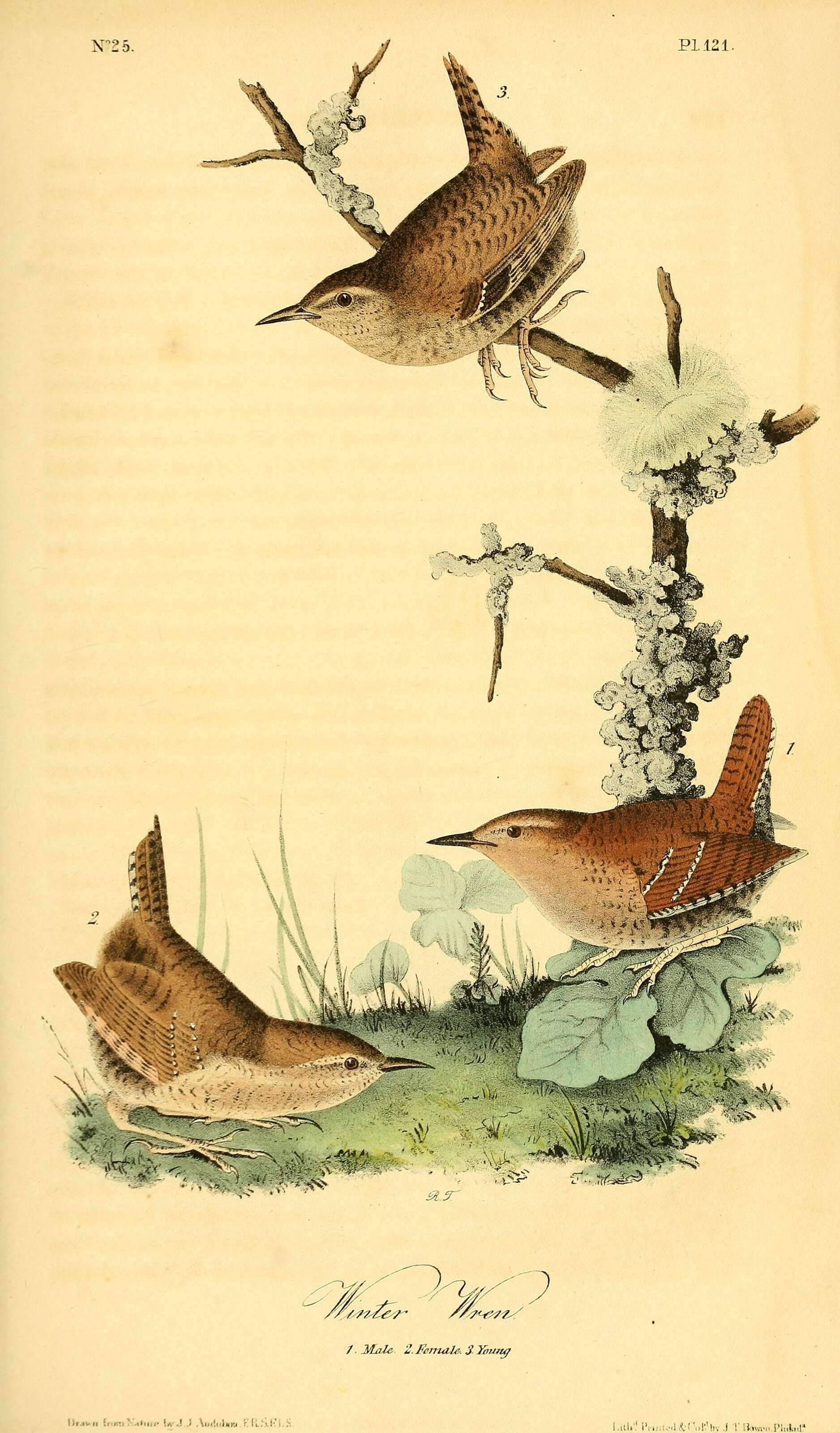 Image of Eastern Winter Wren