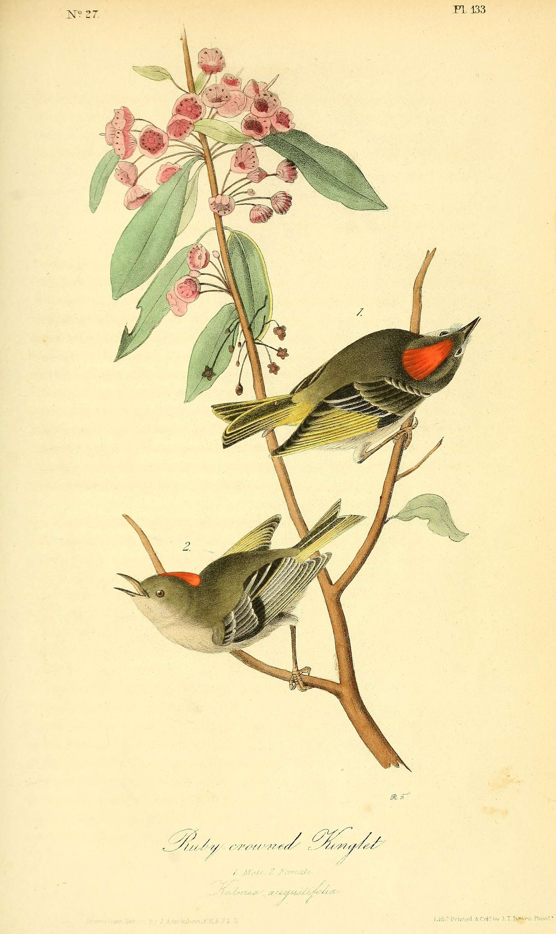 Image of goldcrests and kinglets