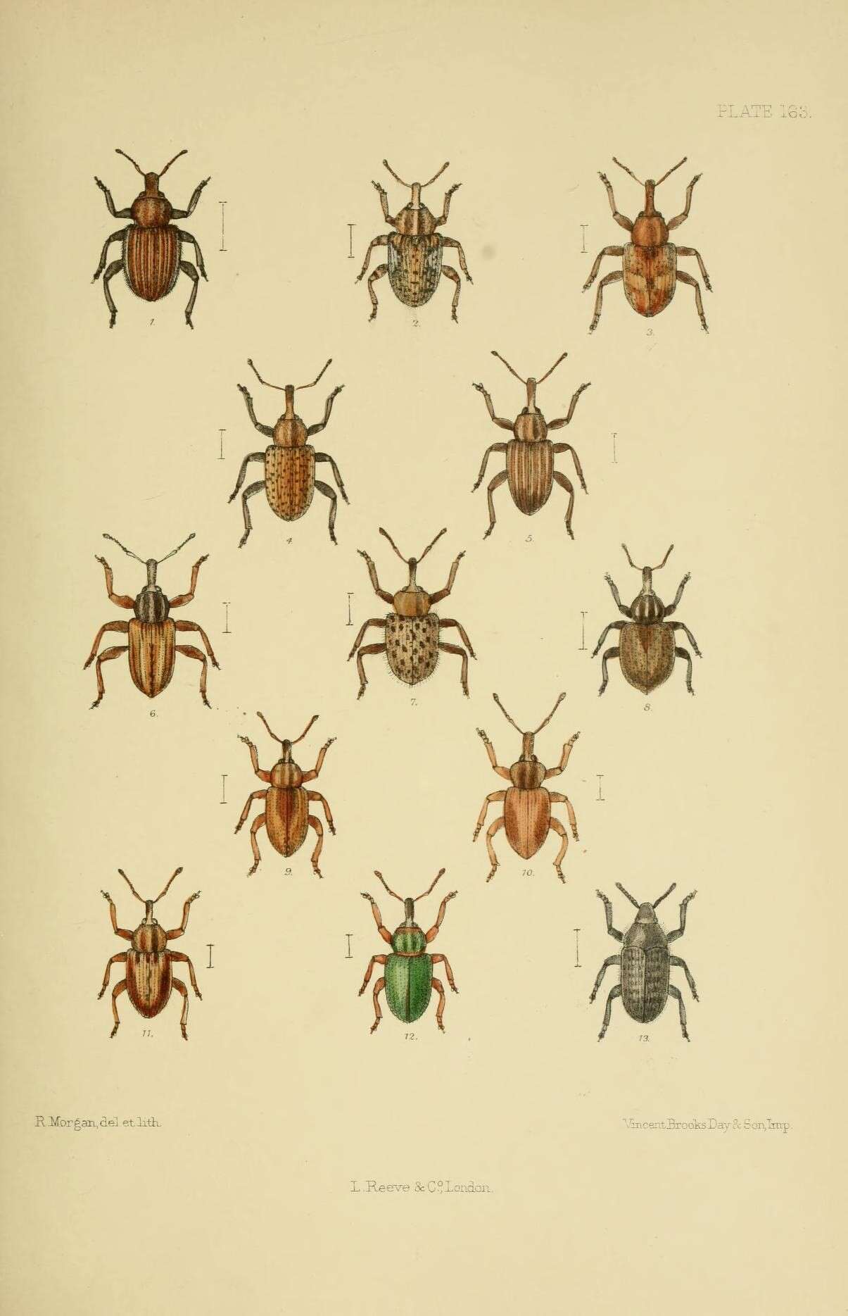 Sivun Hypera punctata Germar 1817 kuva