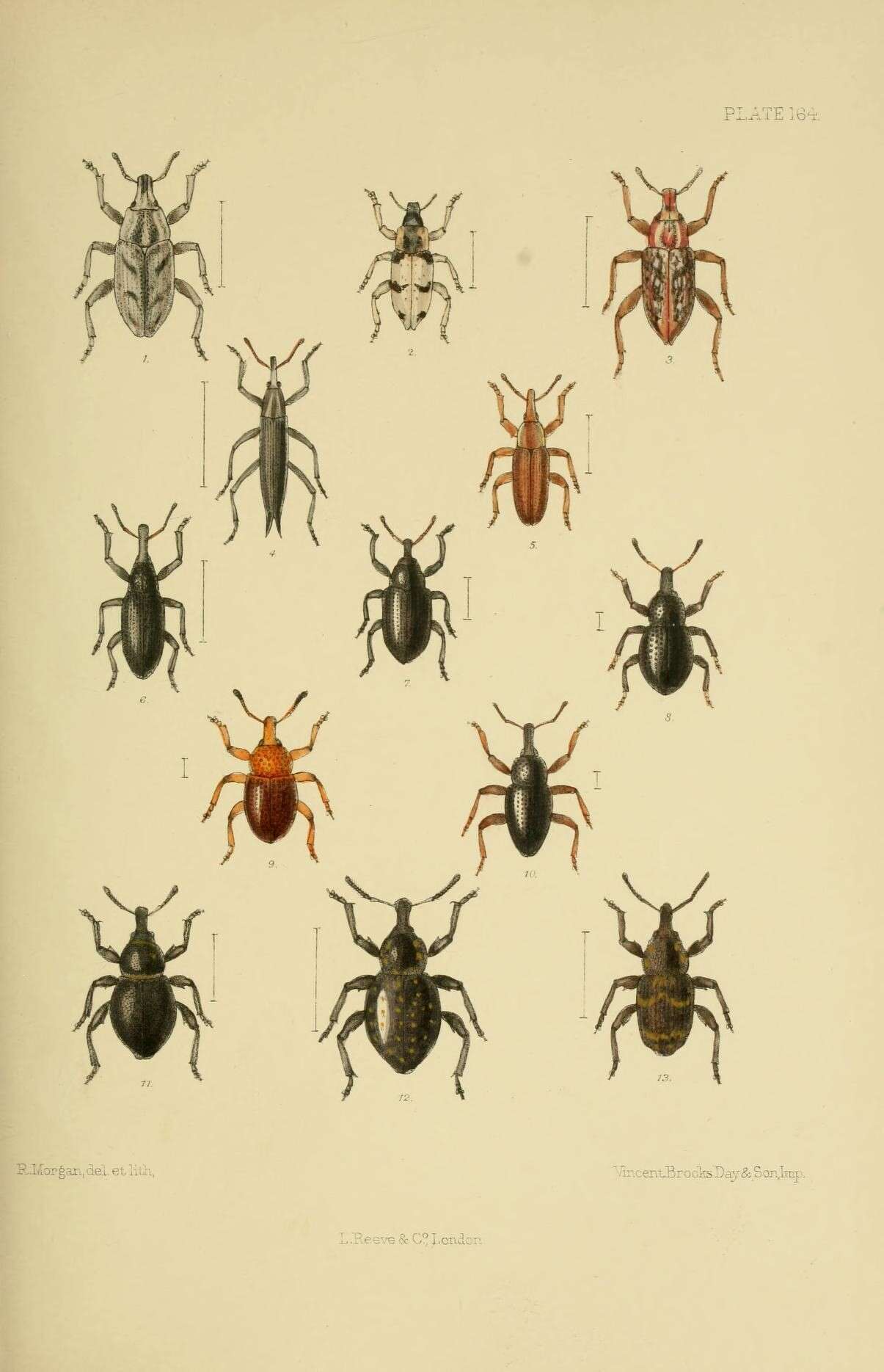 Sivun Cleonus sulcirostris Schoenherr 1826 kuva