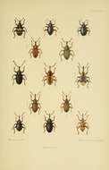 Image of Orchestes salicis Olivier 1807