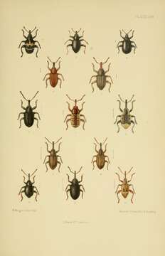 Image of Orchestes salicis Olivier 1807