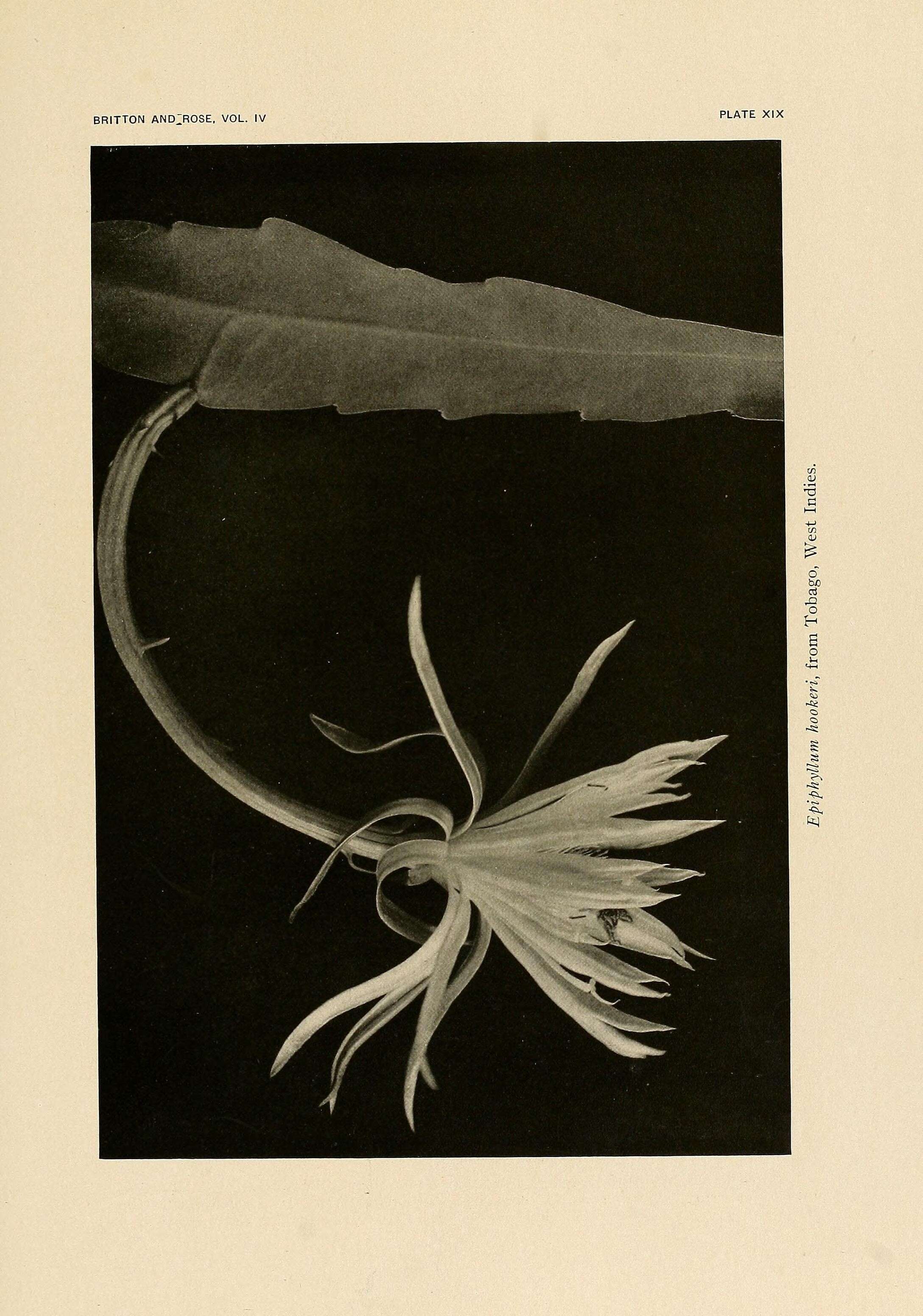 صورة Epiphyllum hookeri Haw.