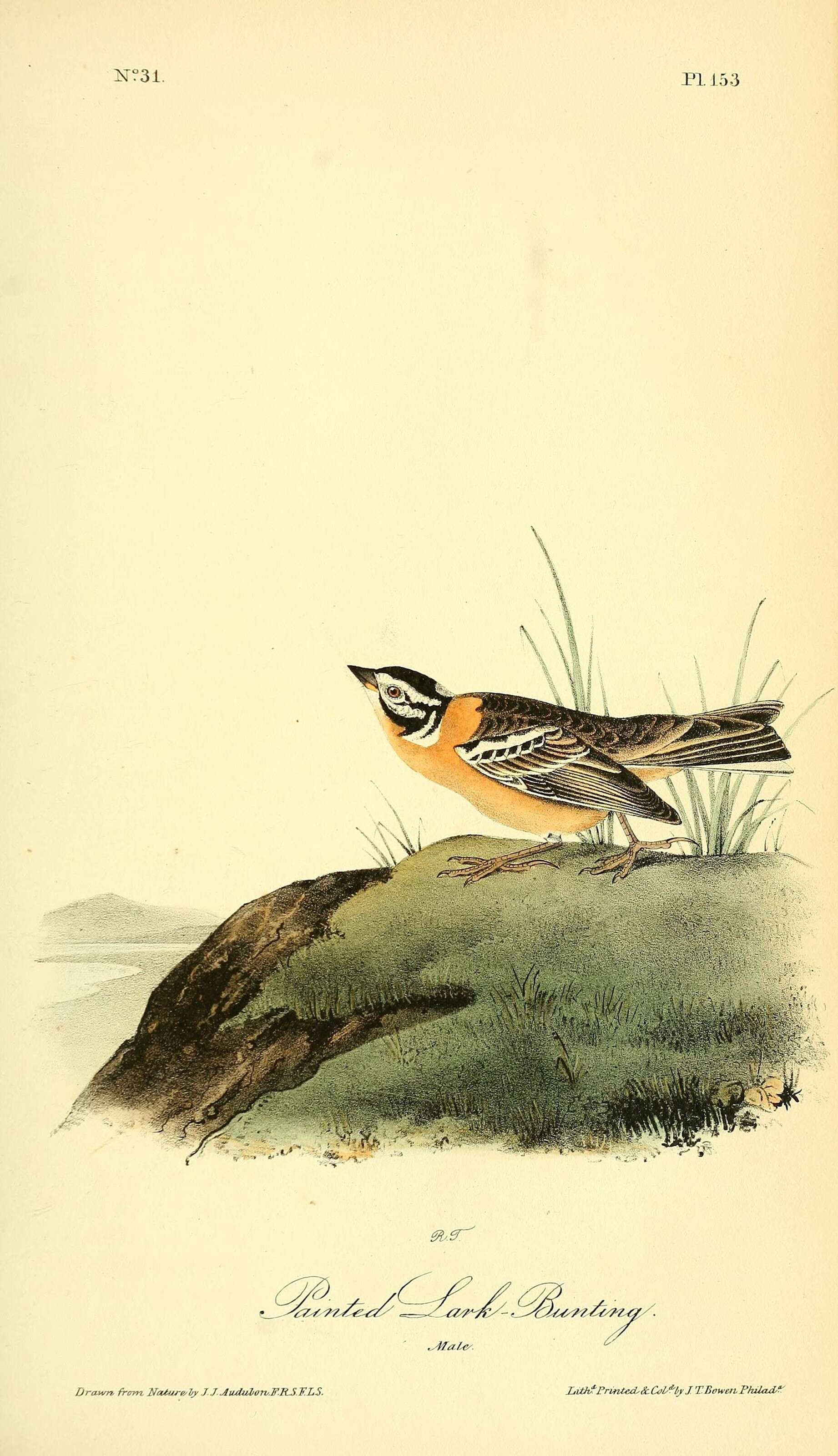 Image of Smith's Longspur