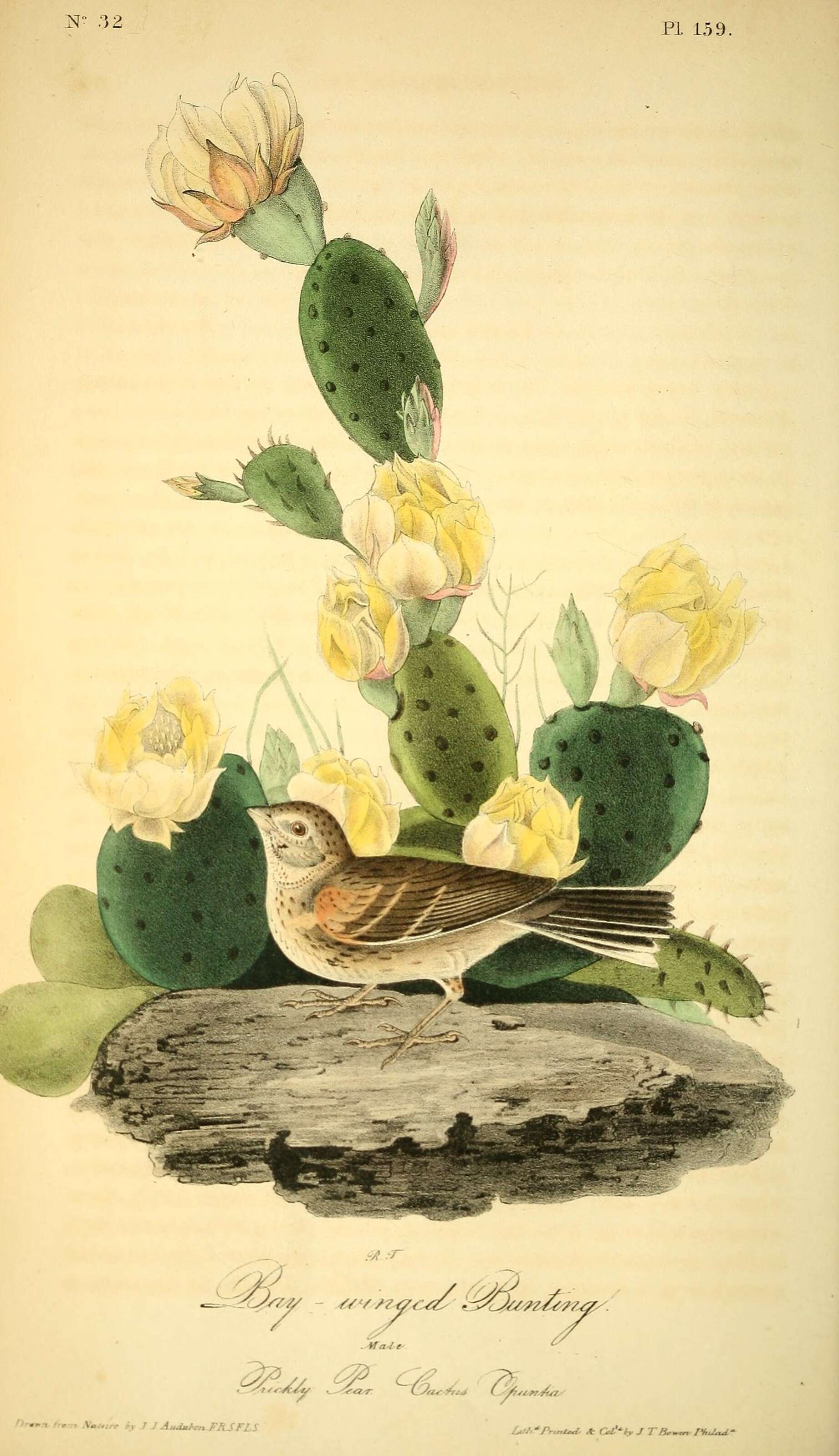 Image of Pooecetes Baird & SF 1858