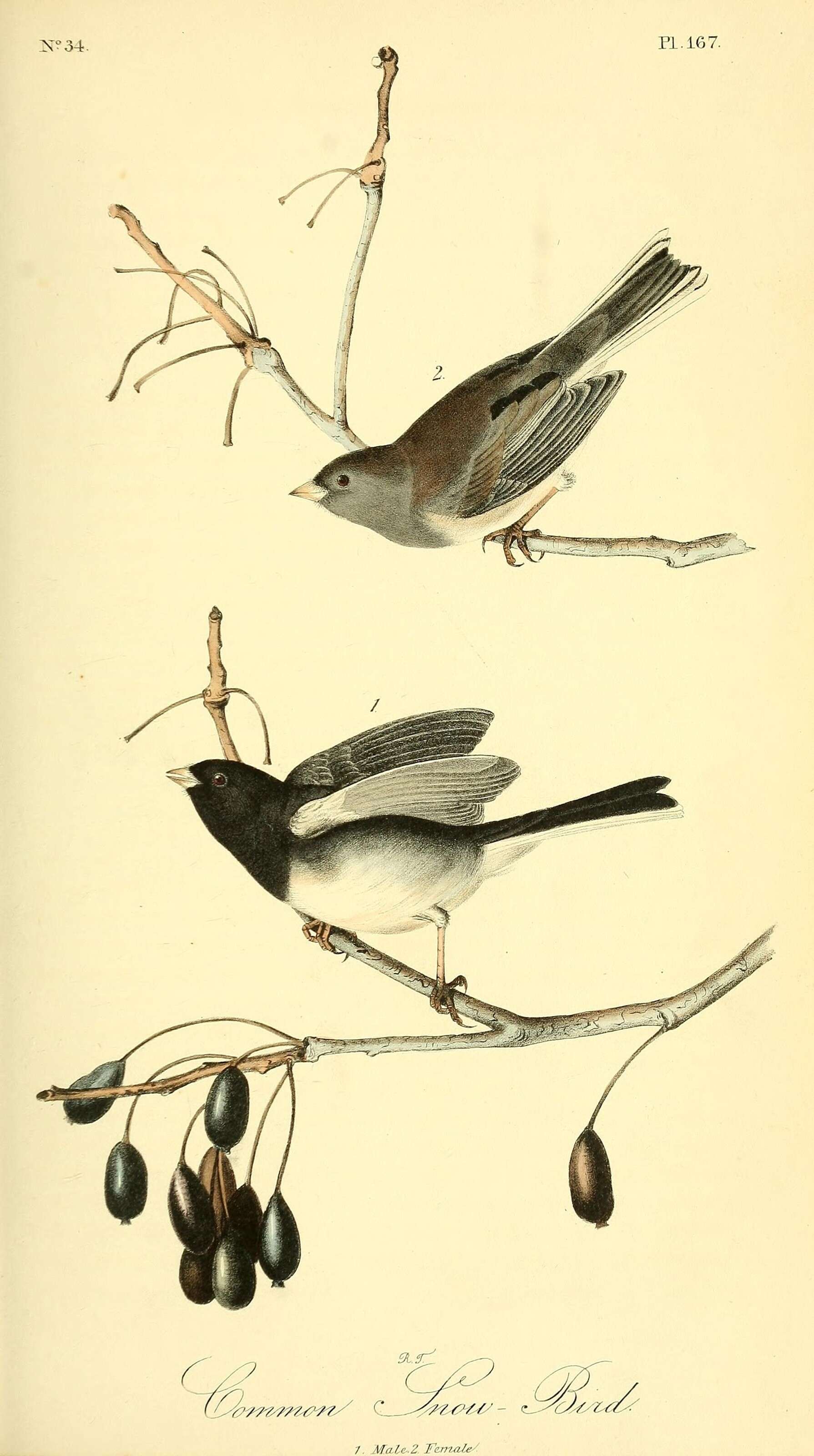 Image of juncos