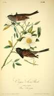 Image of juncos