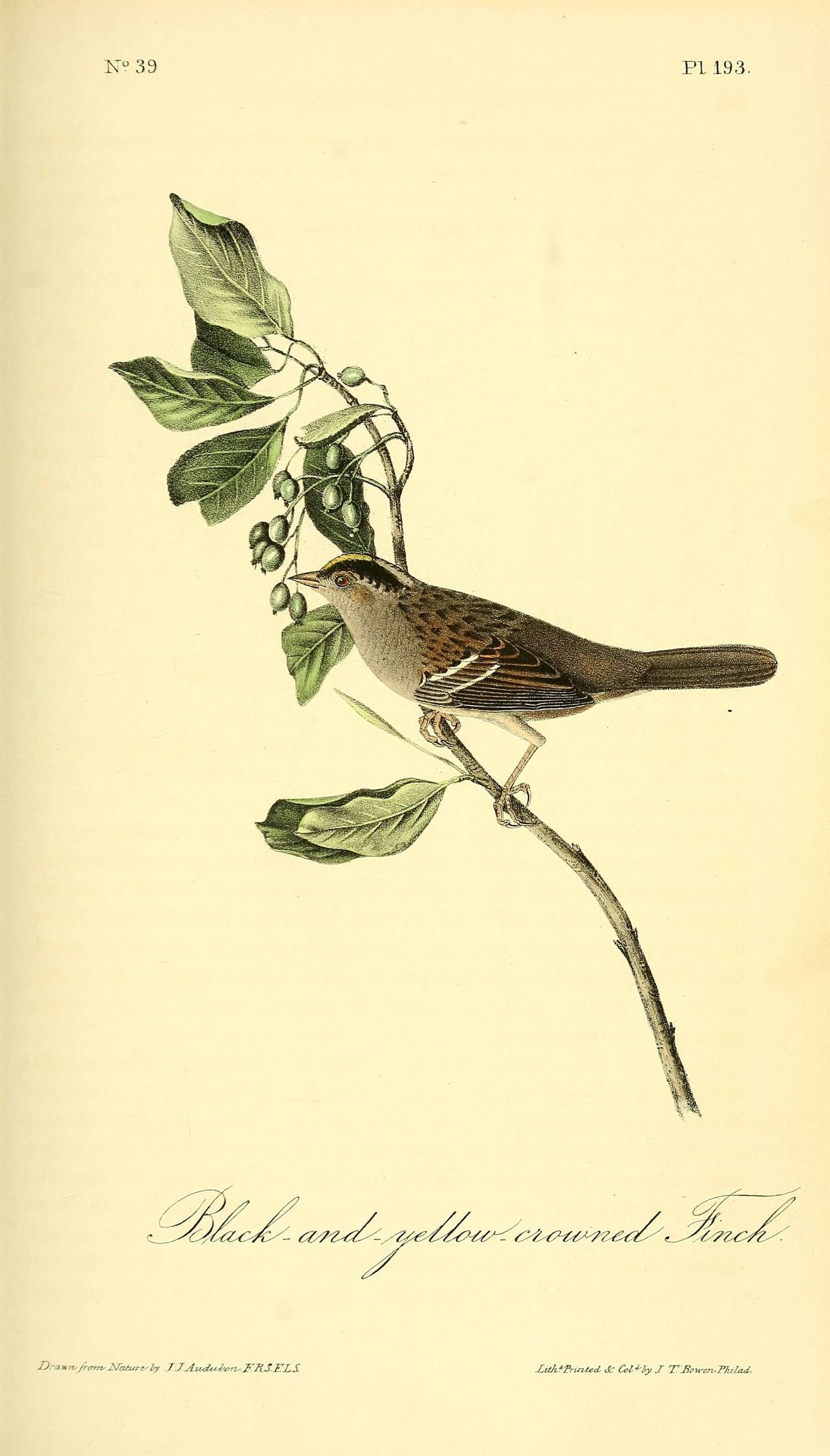 Image of Golden-crowned Sparrow