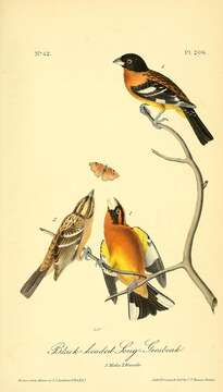 Image of Black-headed Grosbeak