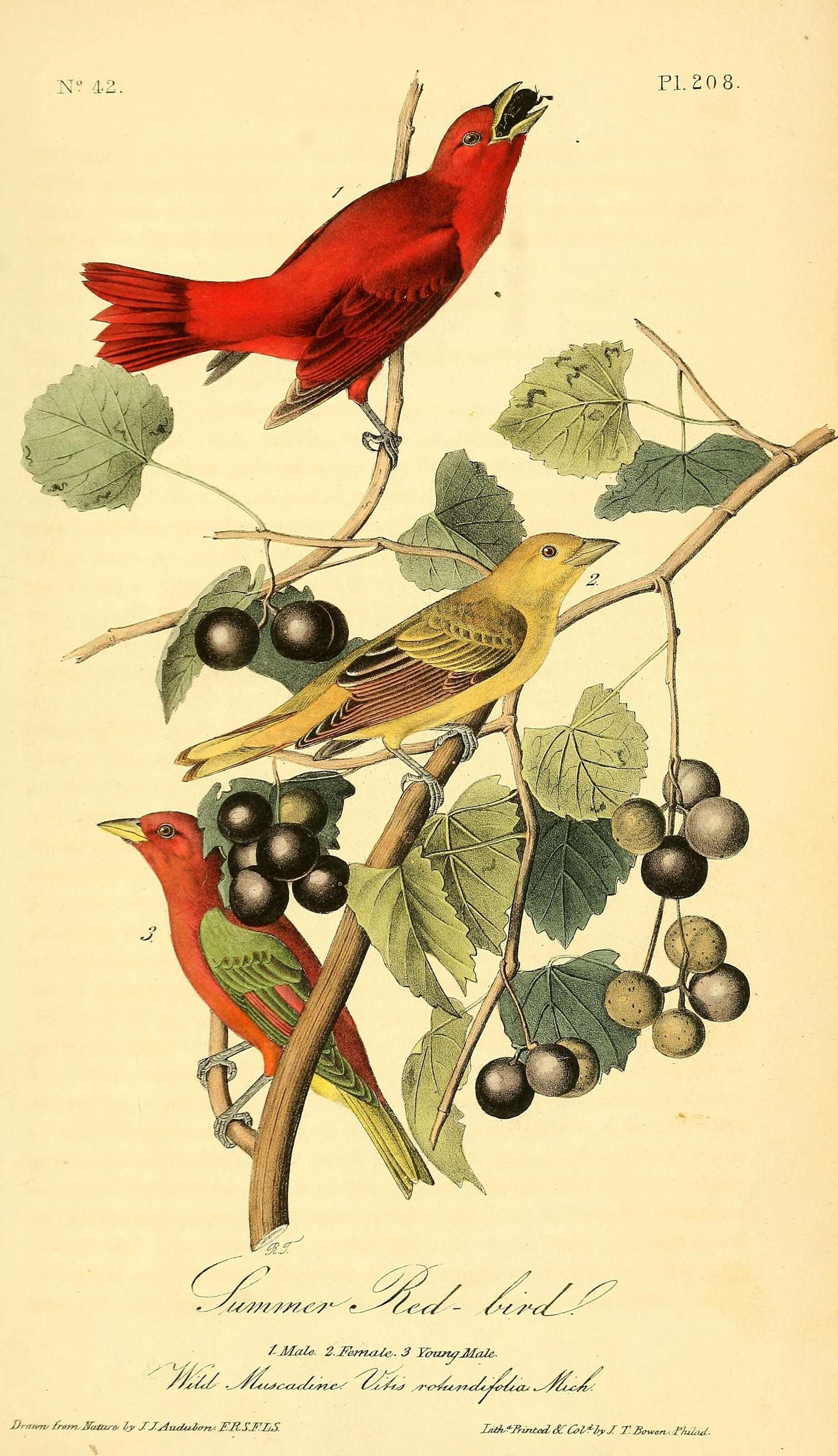 Слика од Piranga rubra (Linnaeus 1758)
