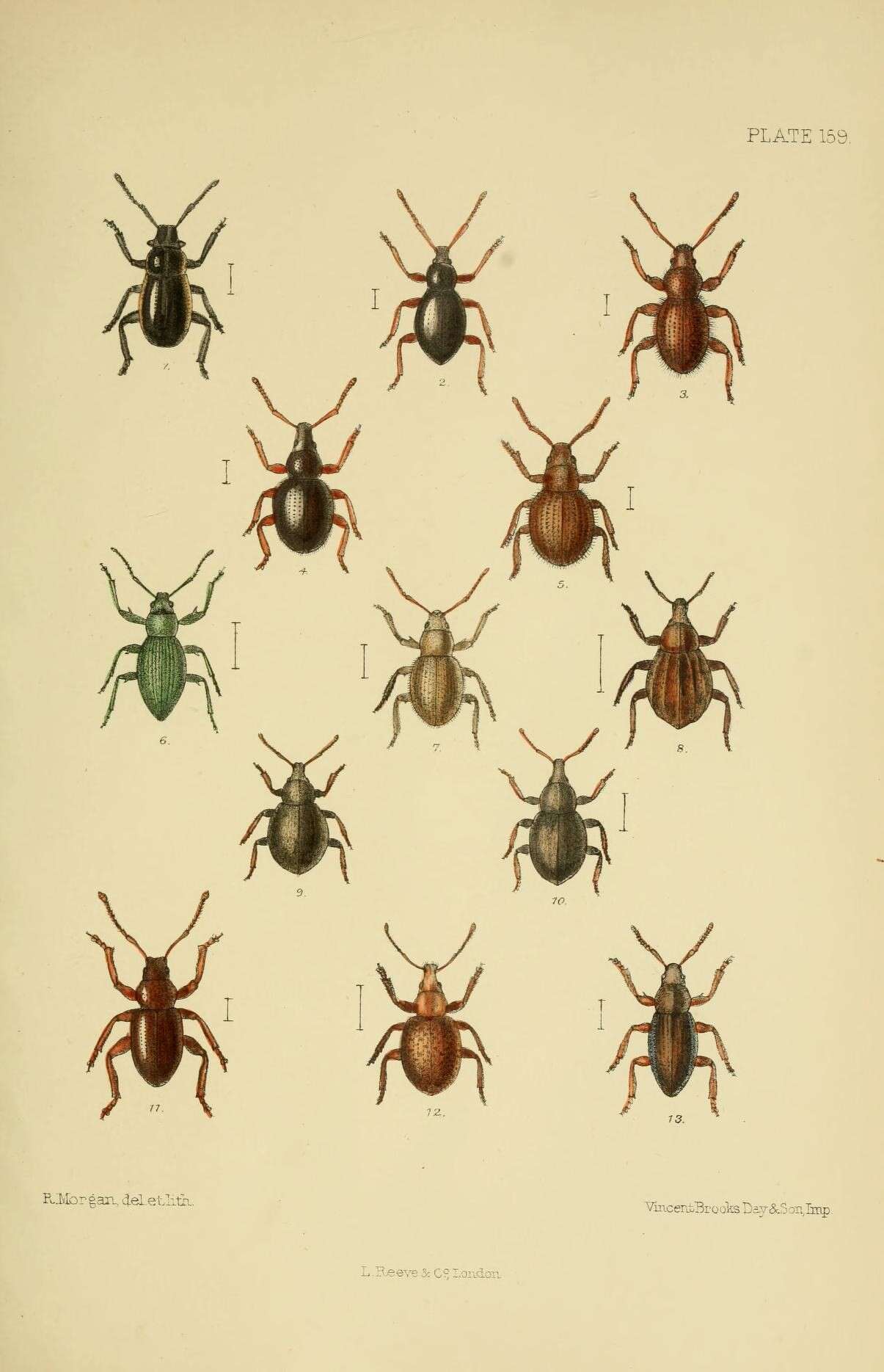 Sivun Neliocarus sus (Stephens 1831) kuva