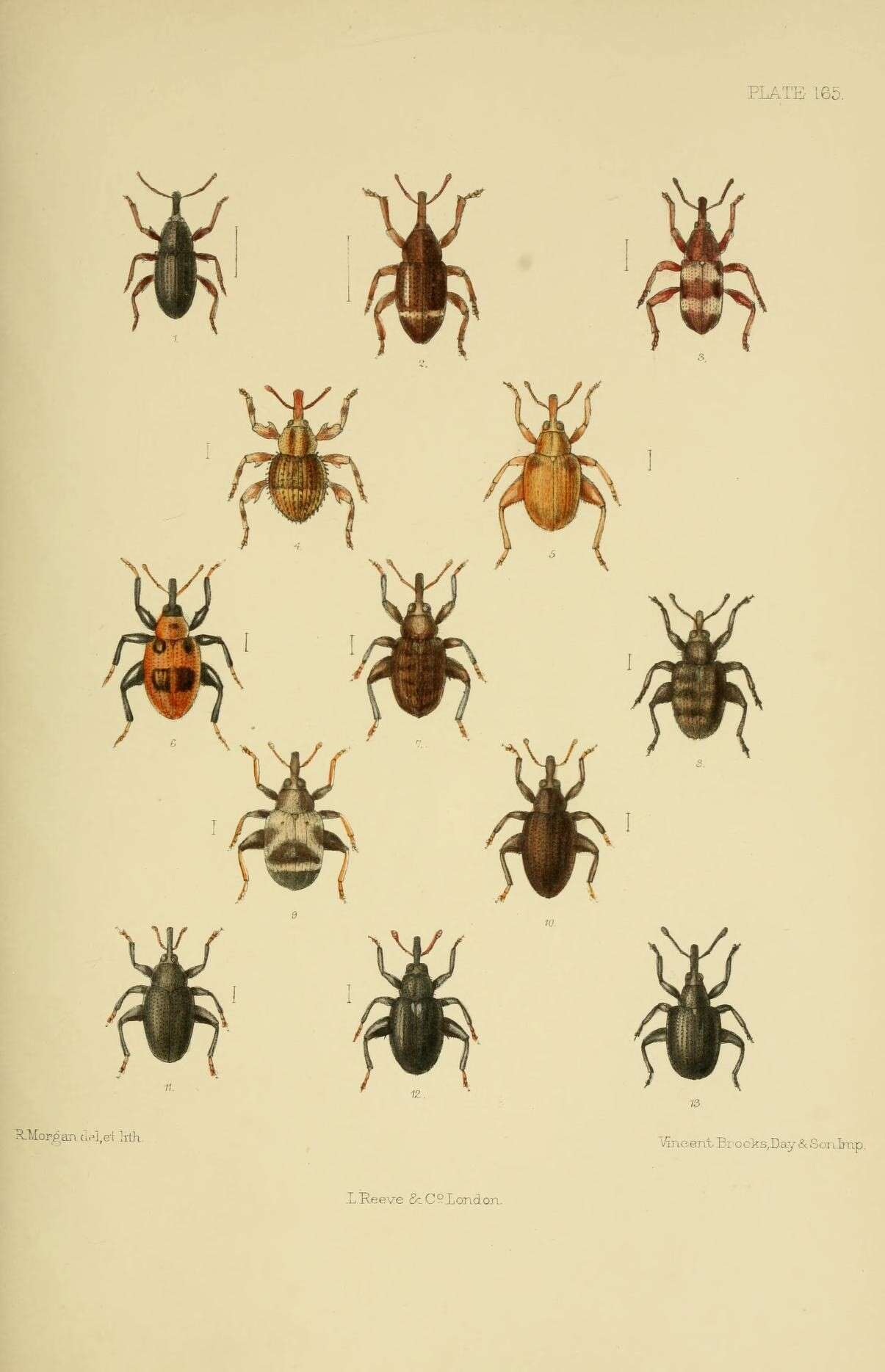 Image of Mitoplinthus caliginosus (Fabricius & J. C. 1775)