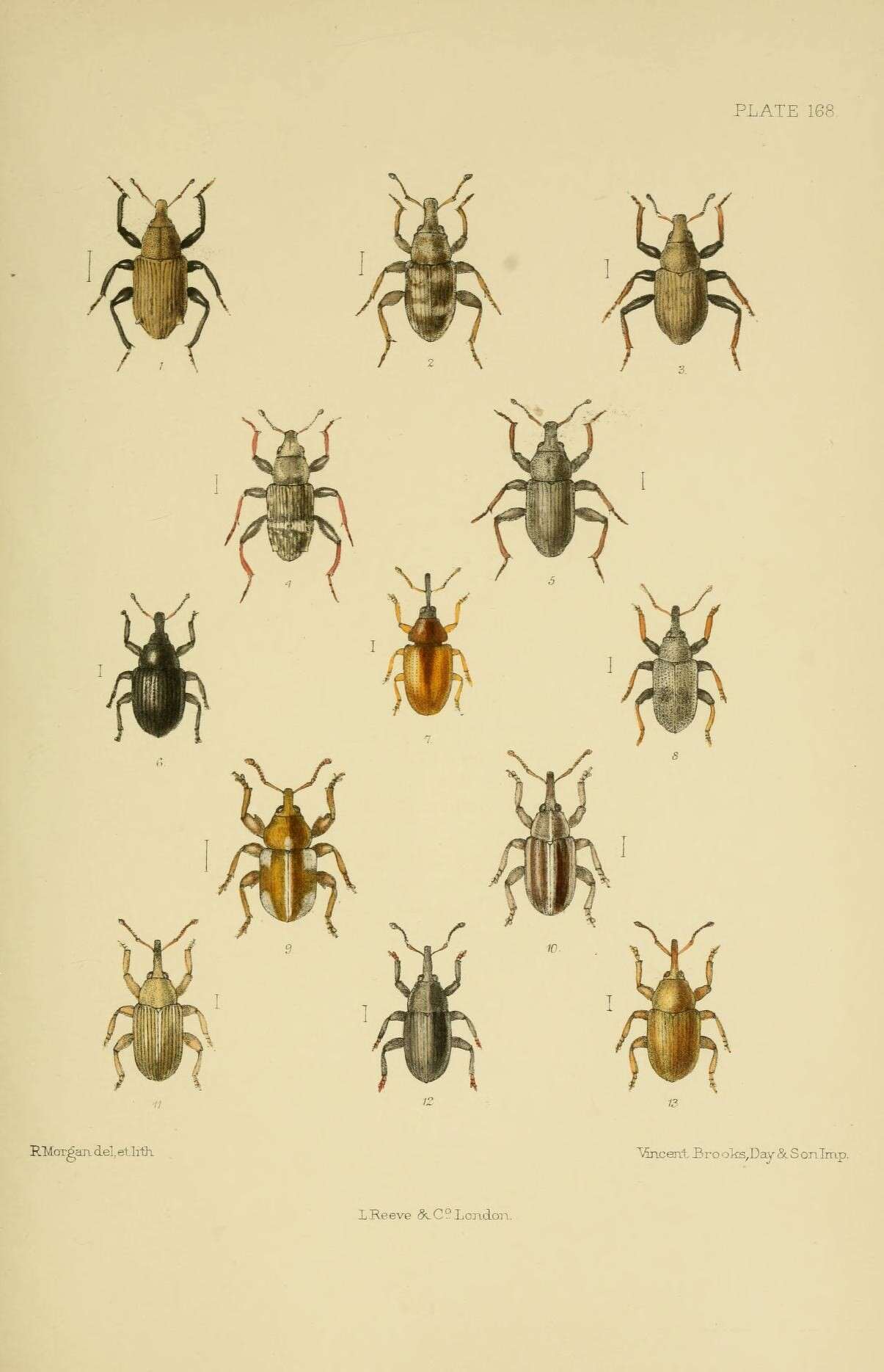 Image of Bagous nodulosus Gyllenhal 1836