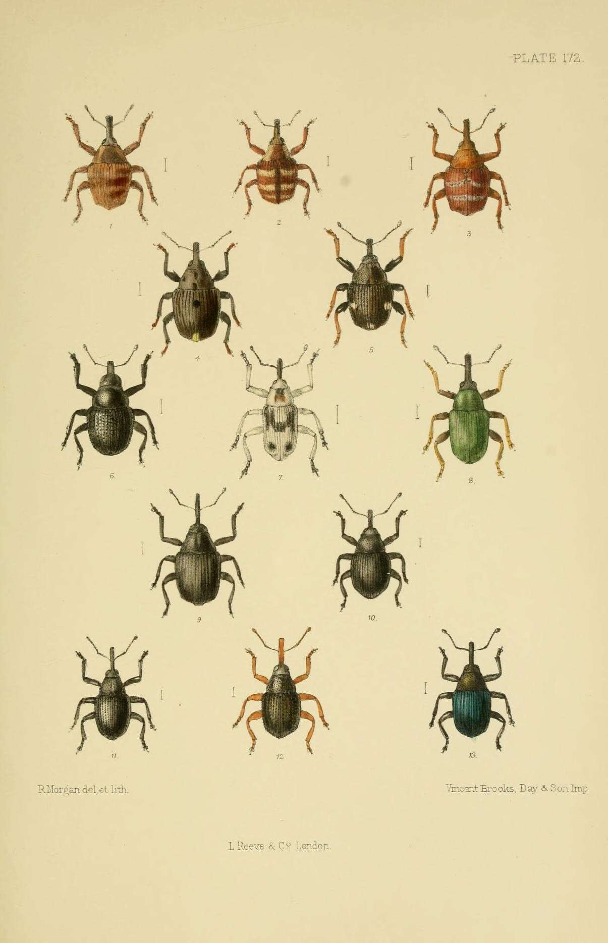 Image of Coeliodes ruber Marsham 1802