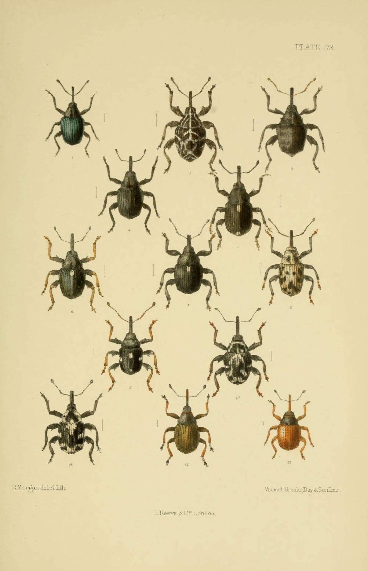 Image of Ceutorhynchus sulcicollis Stephens 1829
