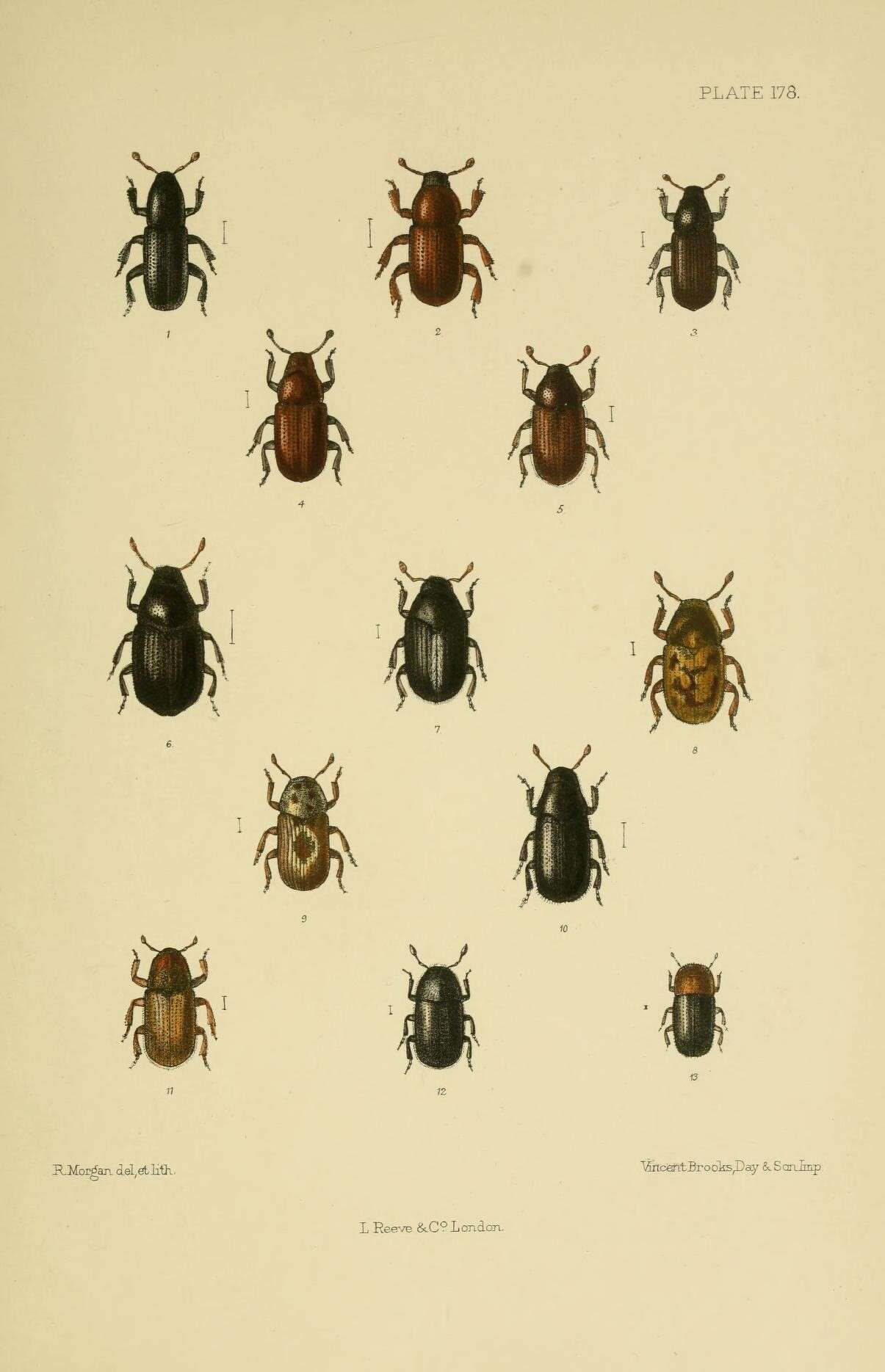 Image of Hylastes ater Erichson 1836