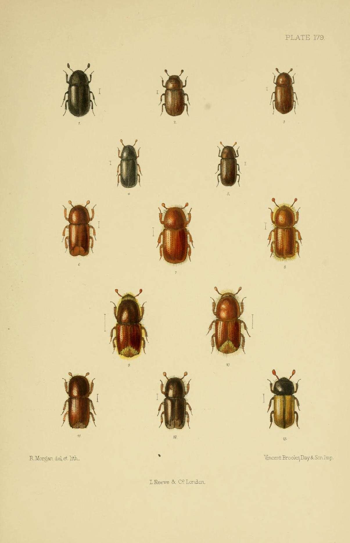 Image of Trypophloeus binodulus Fairmaire 1868