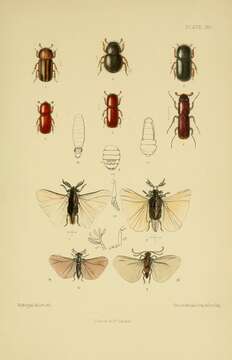 صورة Trypodendron signatum (Fabricius & J. C. 1792)