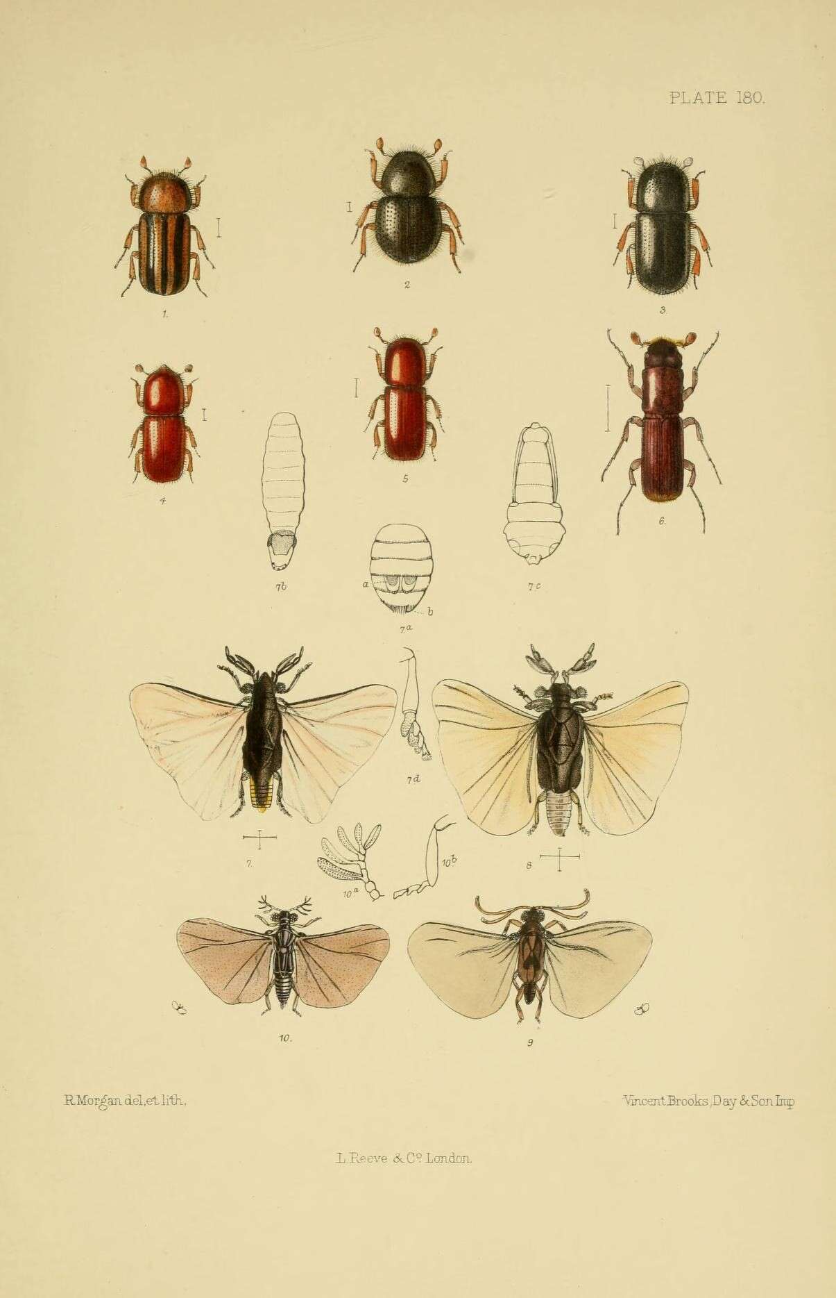 Image of Trypodendron signatum (Fabricius & J. C. 1792)