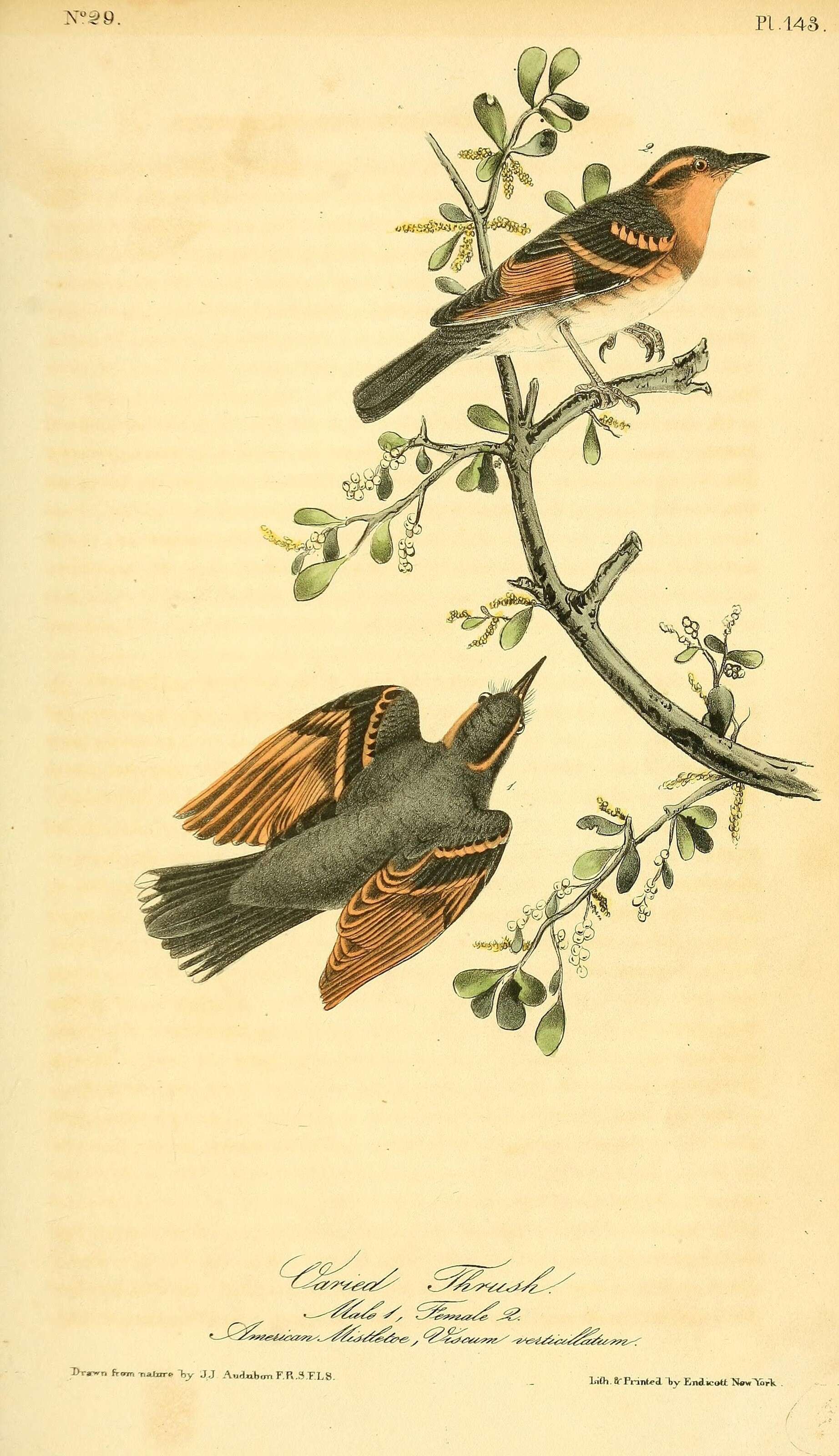 Image of Ixoreus Bonaparte 1854