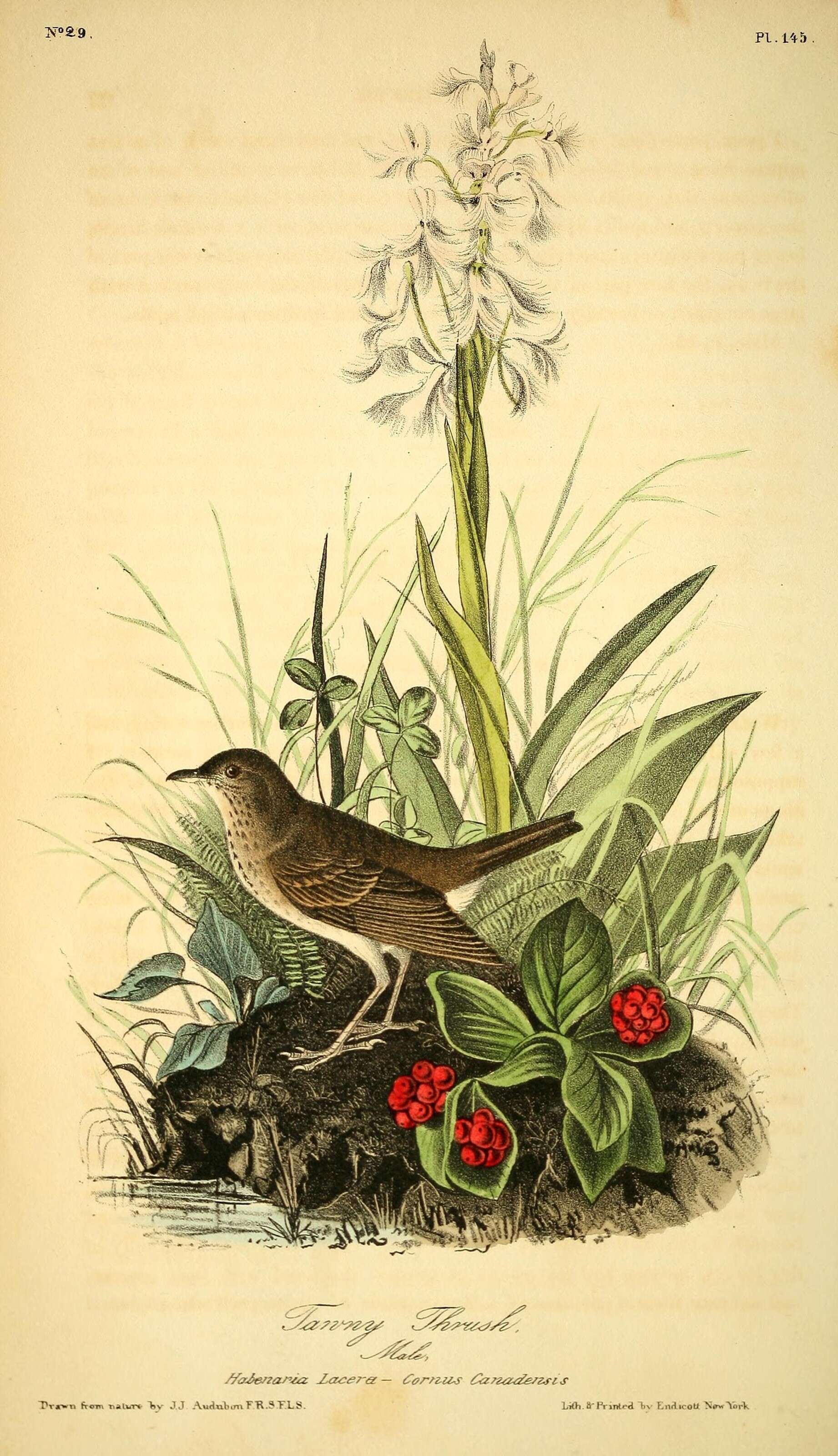 Image of Veery