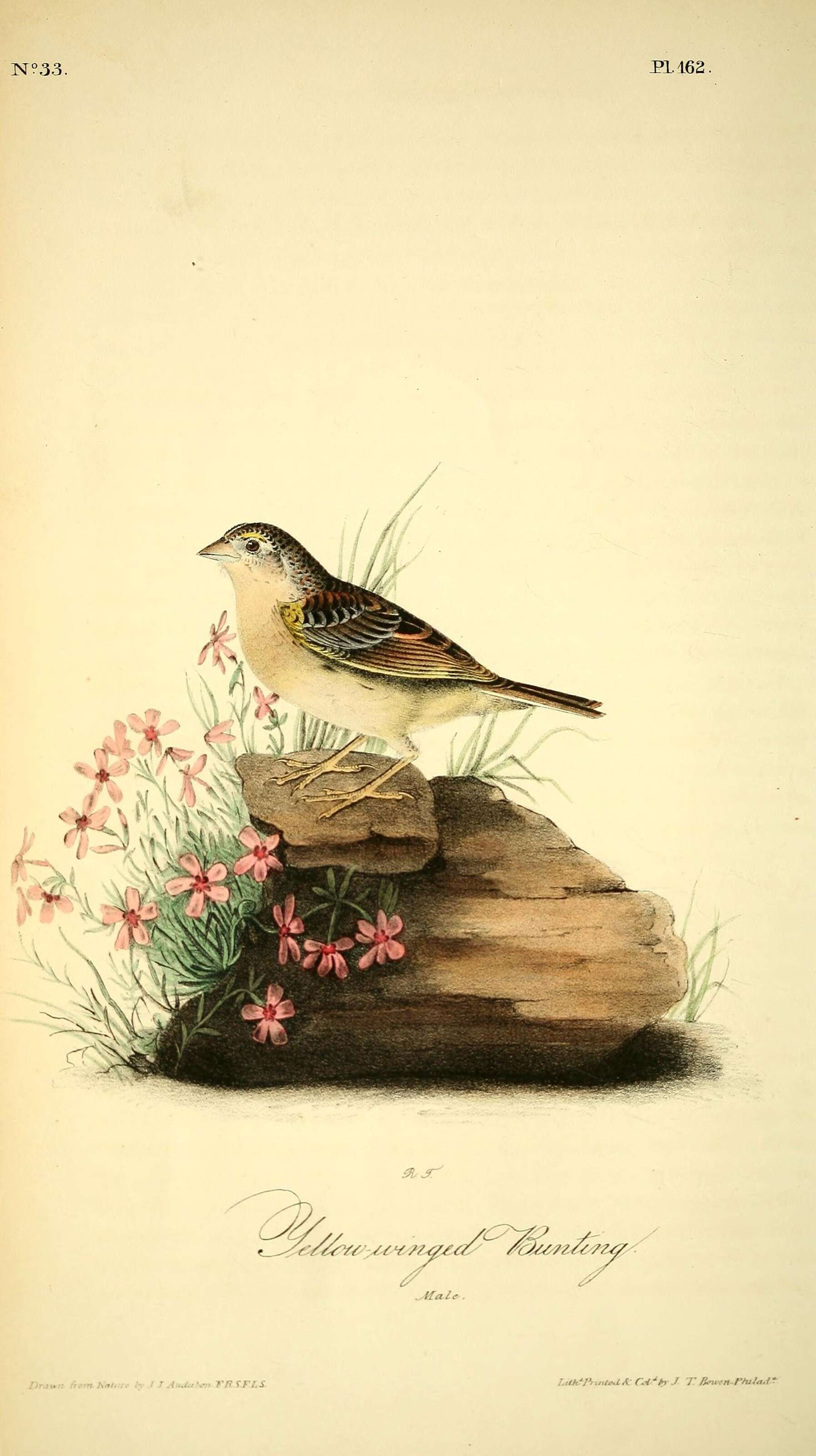 Image of Grasshopper Sparrow