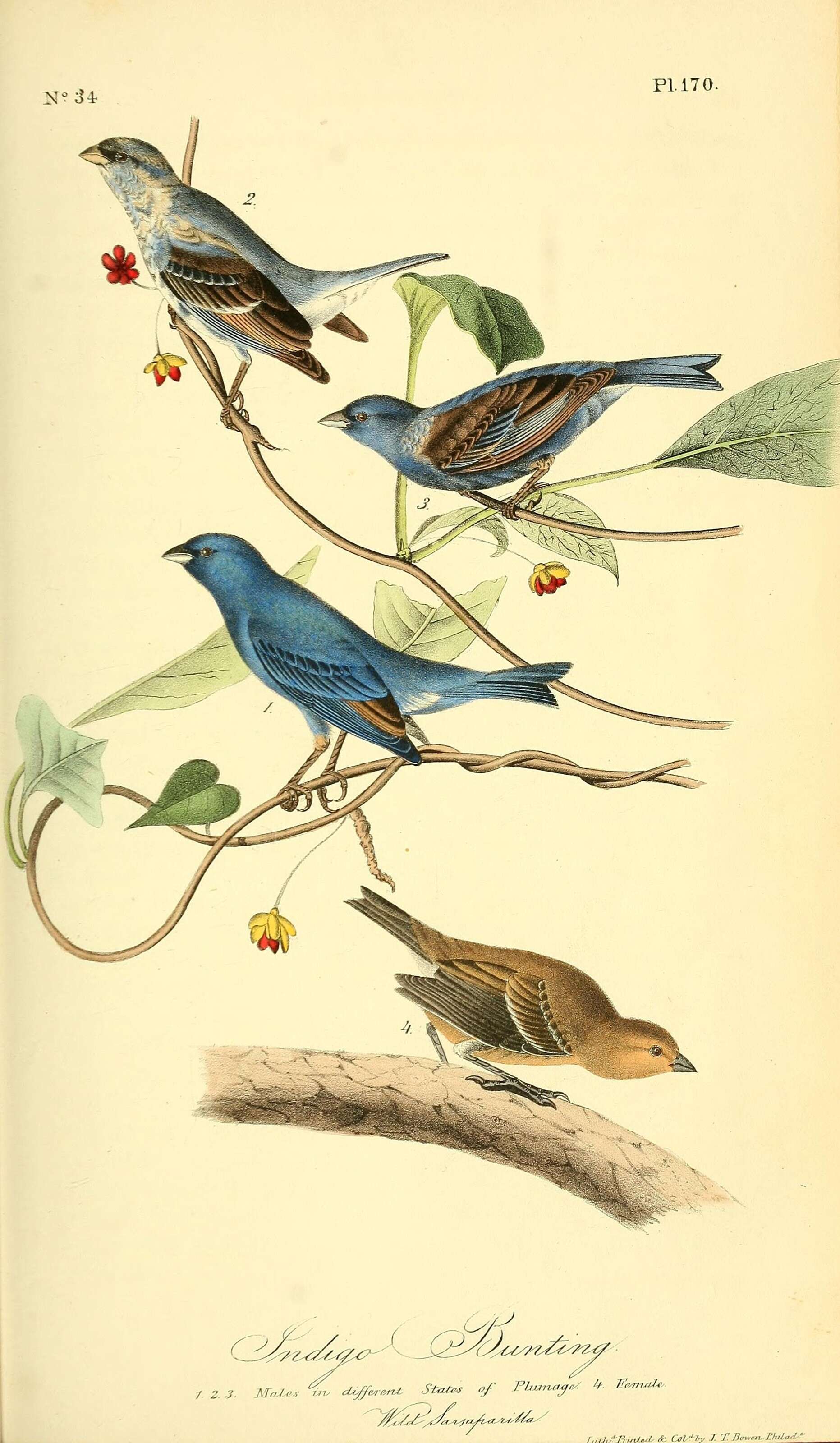 Image of Indigo Bunting