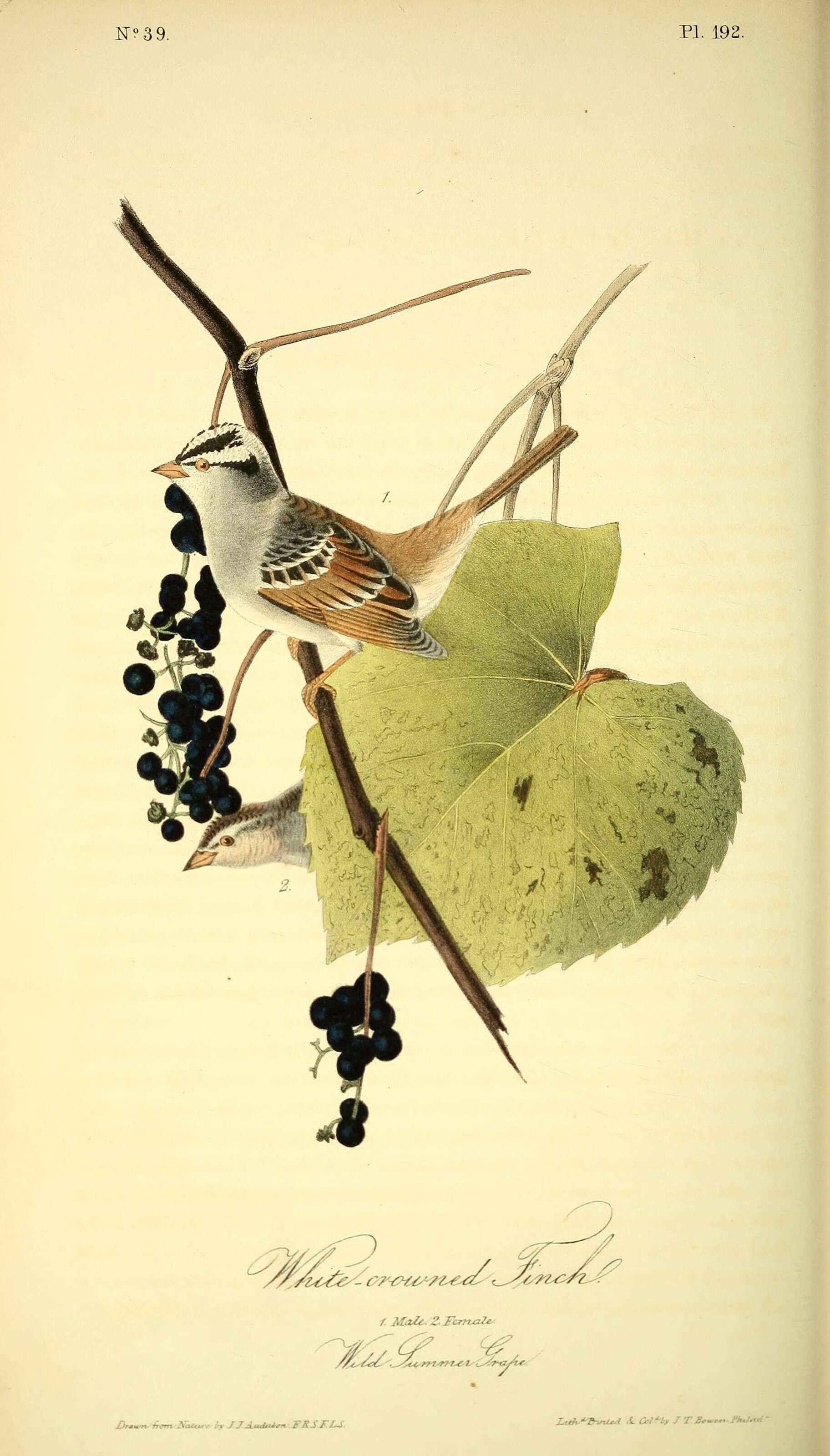 Image of White-crowned Sparrow