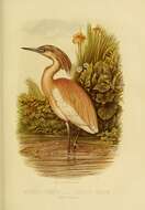 Image of Common Squacco Heron