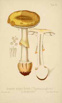 Image of False deathcap