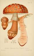 Image of Amanita rubescens Pers. 1797