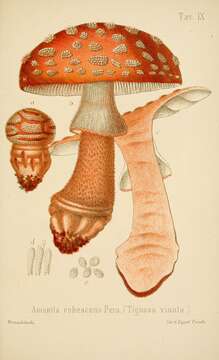 Image of Amanita rubescens Pers. 1797