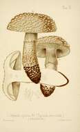 Image of Amanita excelsa (Fr.) Bertill. 1866