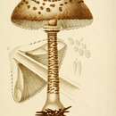 Image of Macrolepiota procera