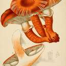 Plancia ëd Tricholoma robustum (Alb. & Schwein.) Ricken 1915