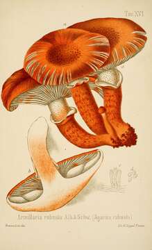 Tricholoma robustum (Alb. & Schwein.) Ricken 1915 resmi