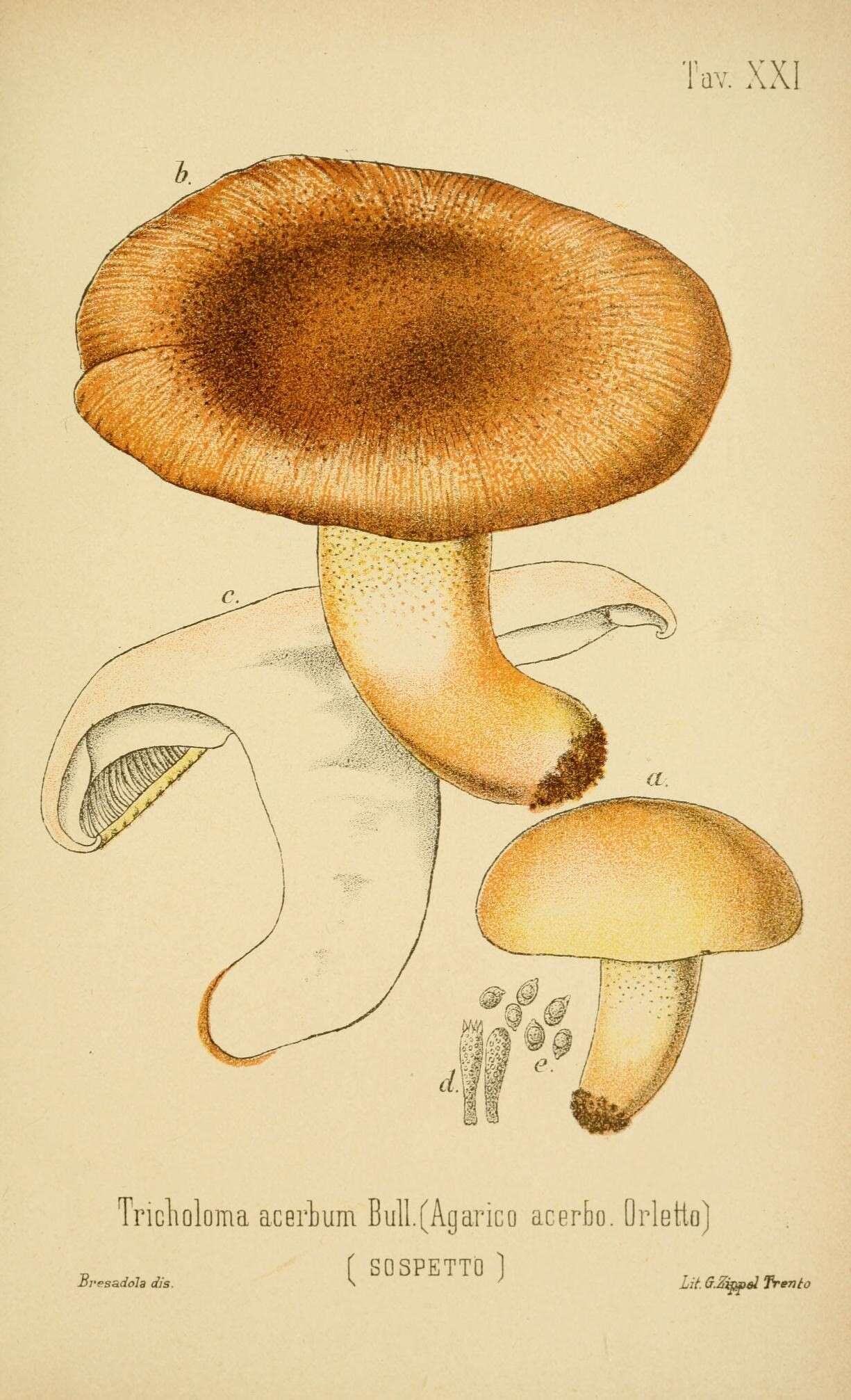 Imagem de Tricholoma acerbum (Bull.) Quél. 1872