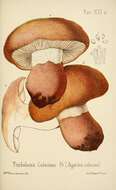 Image of Tricholoma colossus (Fr.) Quél. 1872