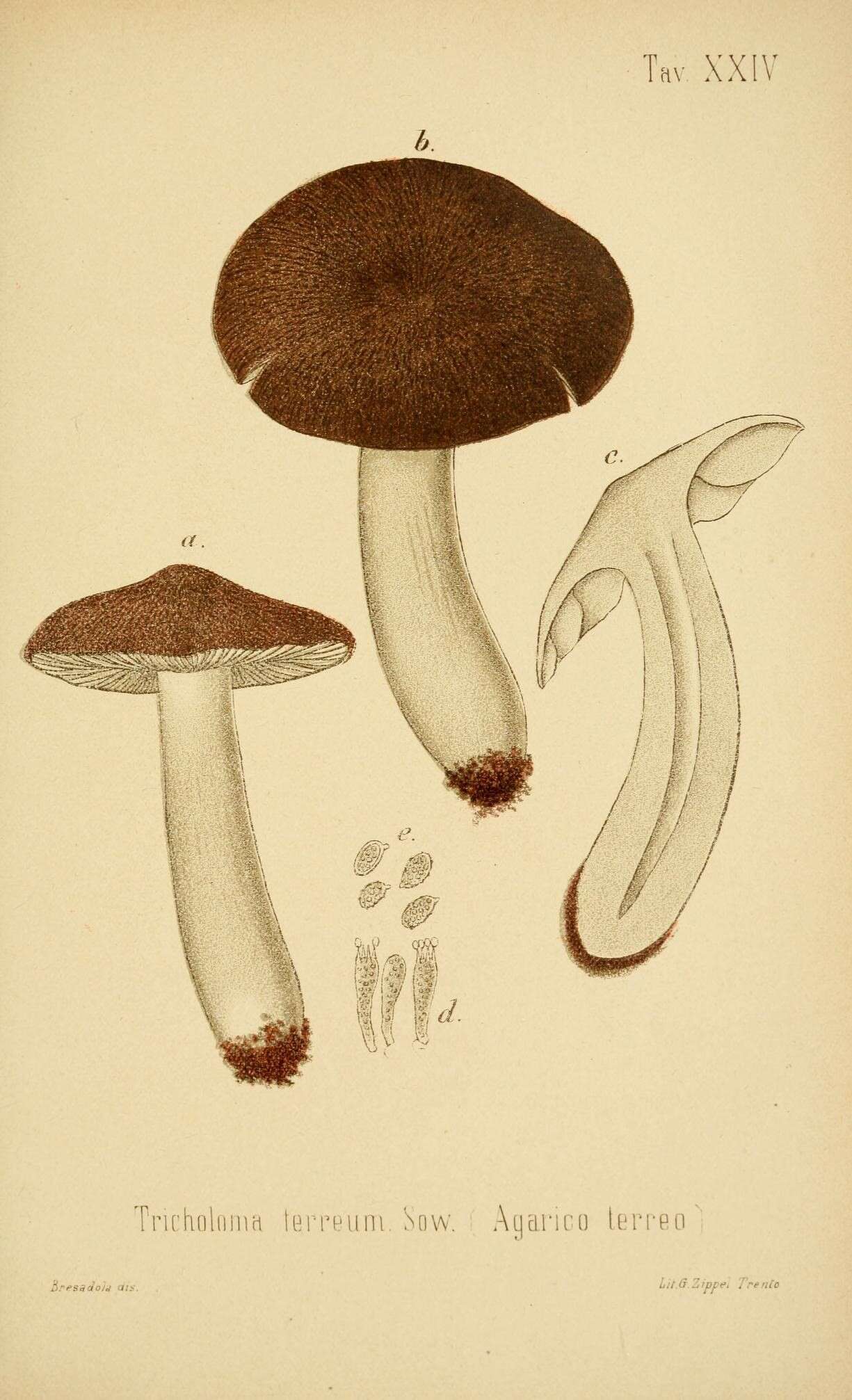 Image of Grey Agaric