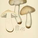 Sivun Tricholoma tigrinum (Schaeff.) Gillet 1874 kuva