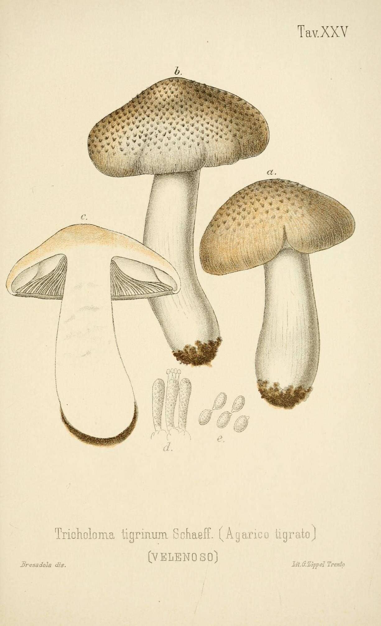 Image de Tricholoma tigrinum (Schaeff.) Gillet 1874