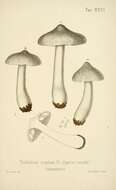 Imagem de Tricholoma virgatum (Fr.) P. Kumm. 1871