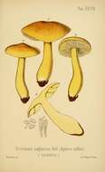 Image of Gas agaric