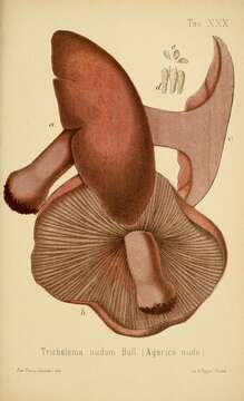 Image of the blewit