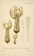 Image of Helvella crispa (Scop.) Fr. 1822