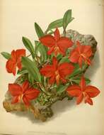 Image of Scarlet Cattleya