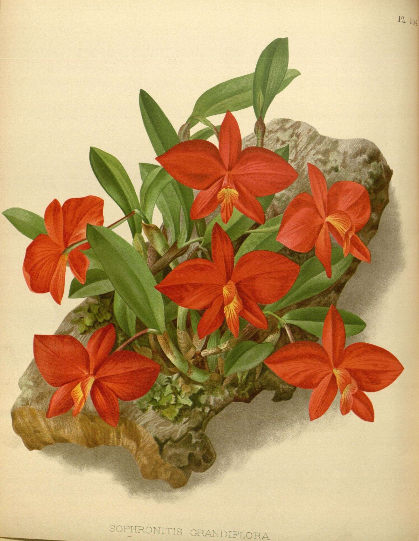 Image of Scarlet Cattleya