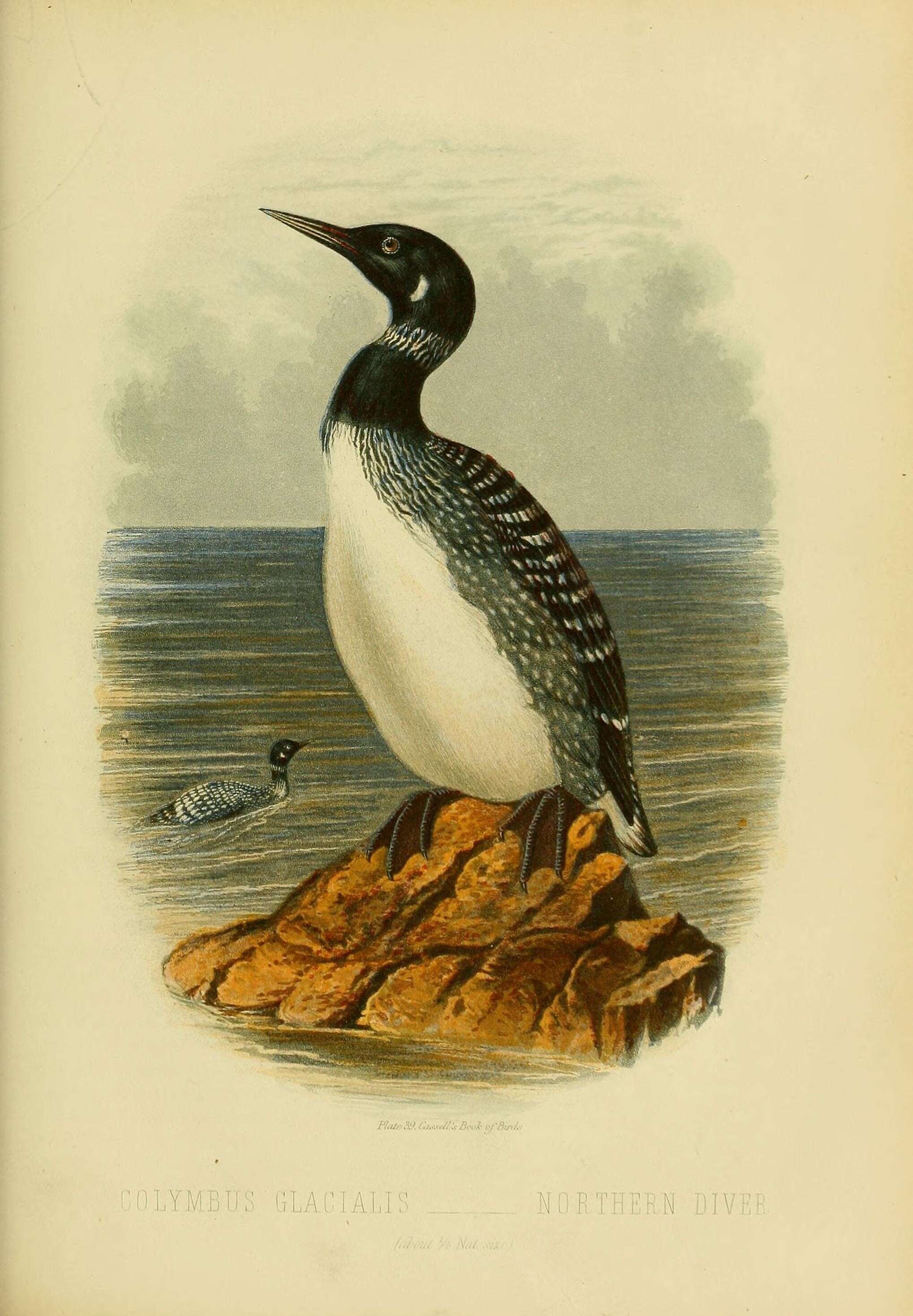 Image of loons