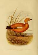 Image of Ruddy Shelduck