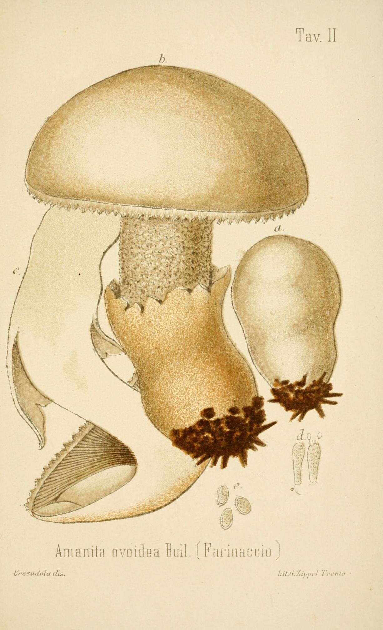 Image of Amanita ovoidea (Bull.) Link 1833